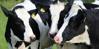 Dairy cows outdoors